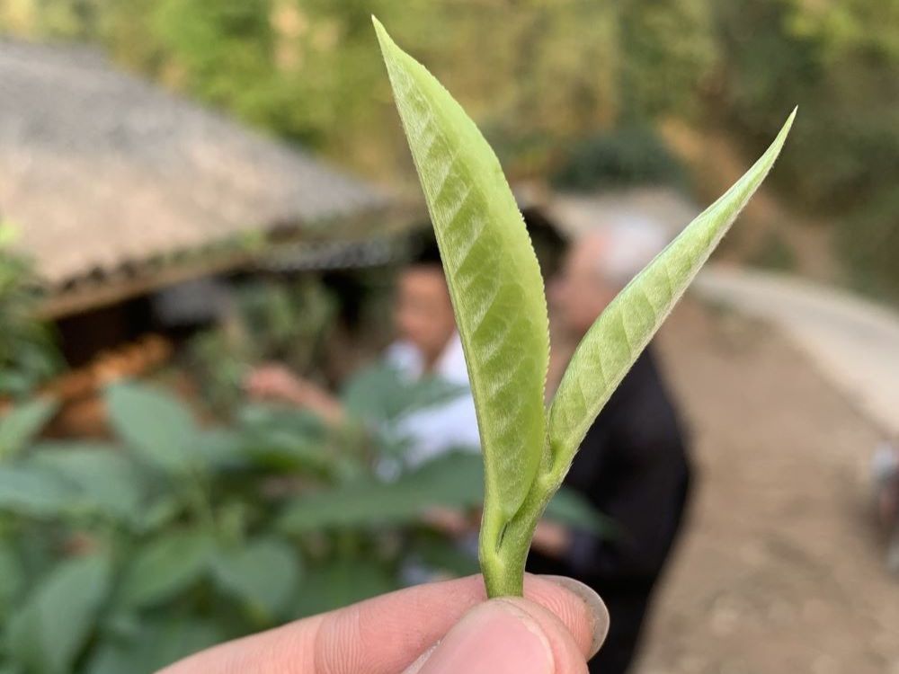 Thành phần & xuất xứ