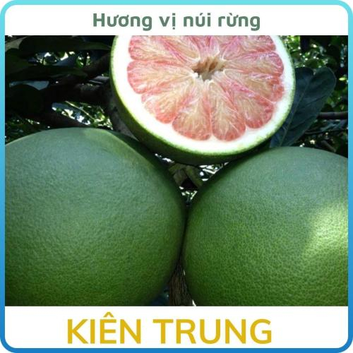 Bưởi Da Xanh Kiên Trung